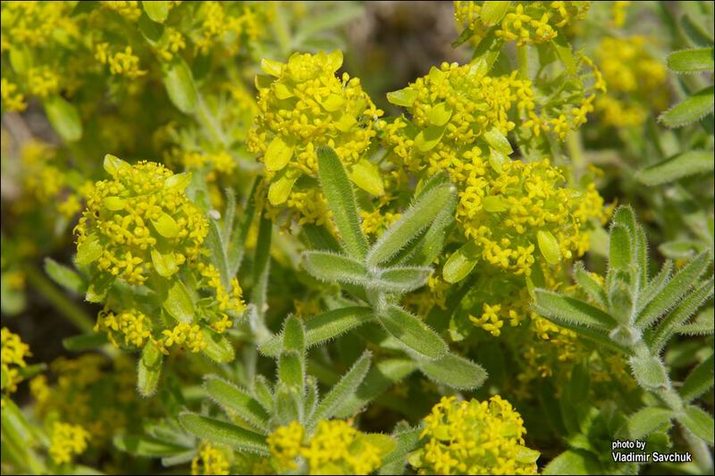 Image of Cruciata taurica specimen.