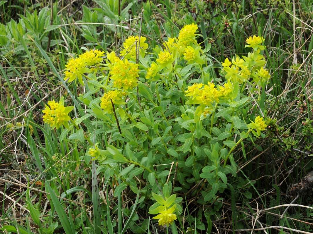 Изображение особи Euphorbia talastavica.