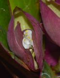 Rhoeo spathacea