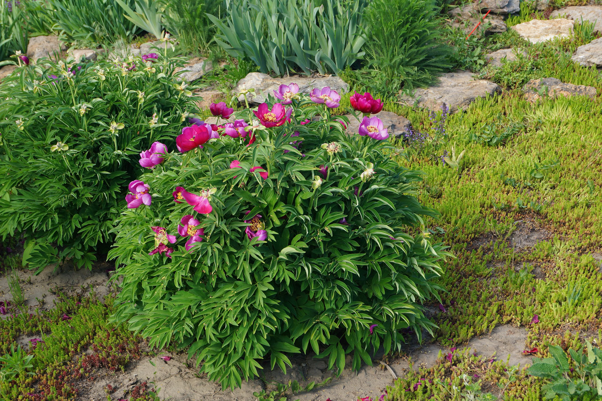 Изображение особи род Paeonia.