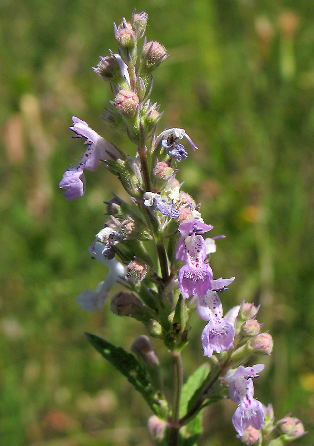 Изображение особи Nepeta nuda.