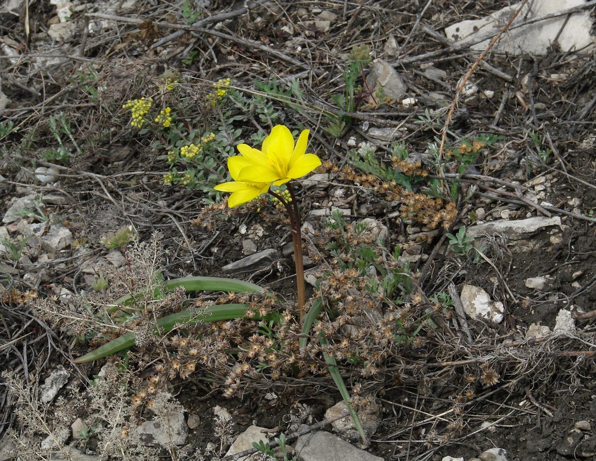 Изображение особи Tulipa uniflora.