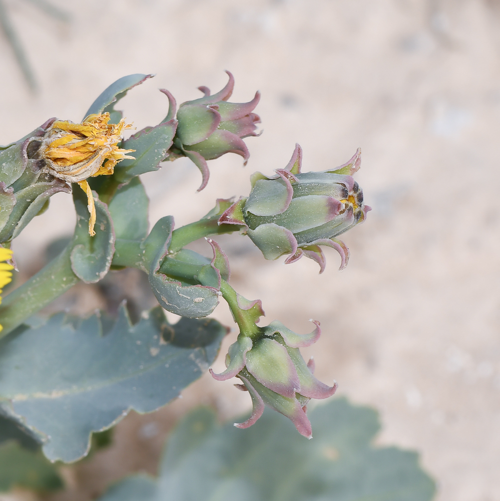 Image of Launaea angustifolia specimen.