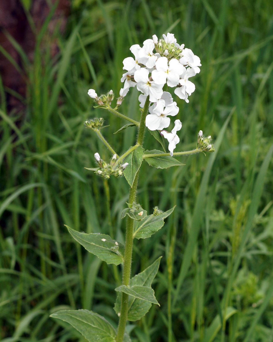 Image of Hesperis sibirica specimen.