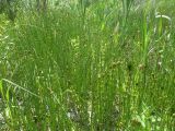 Equisetum fluviatile. Спороносящие(?) растения. Тверская обл., Весьегонский р-н, с. Чистая Дуброва, берег реки Маланьи (Ботьи), болотина. 27 июня 2018 г.
