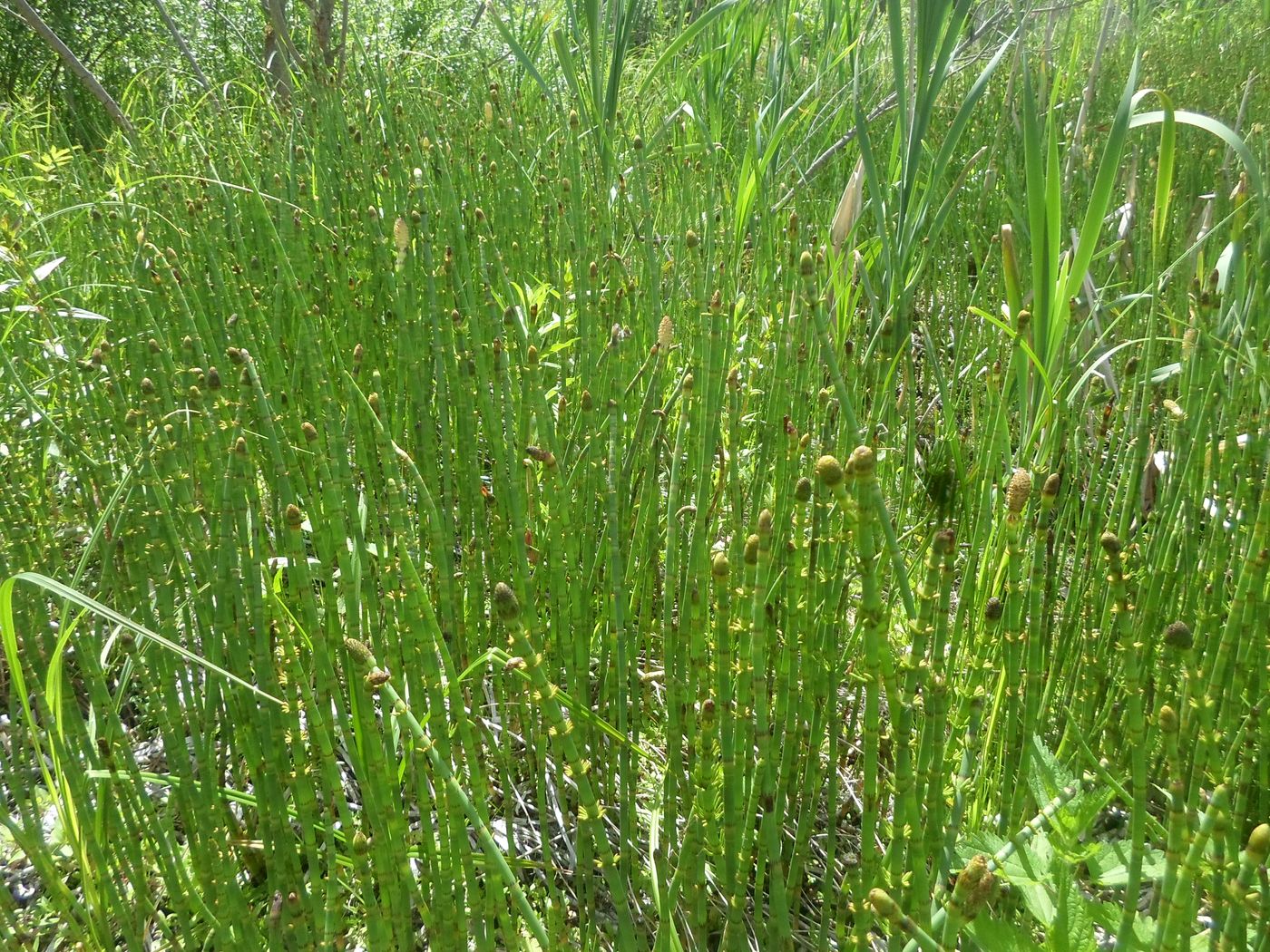 Изображение особи Equisetum fluviatile.