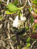 Lonicera fragrantissima. Веточка с молодым вегетативным побегом и соцветием с кормящимся самцом пчелы Xylocopa violacea. Южный берег Крыма, Алупка, Воронцовский парк, в культуре. 4 марта 2019 г.