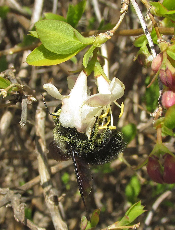 Image of Lonicera fragrantissima specimen.