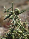 Asparagus aphyllus
