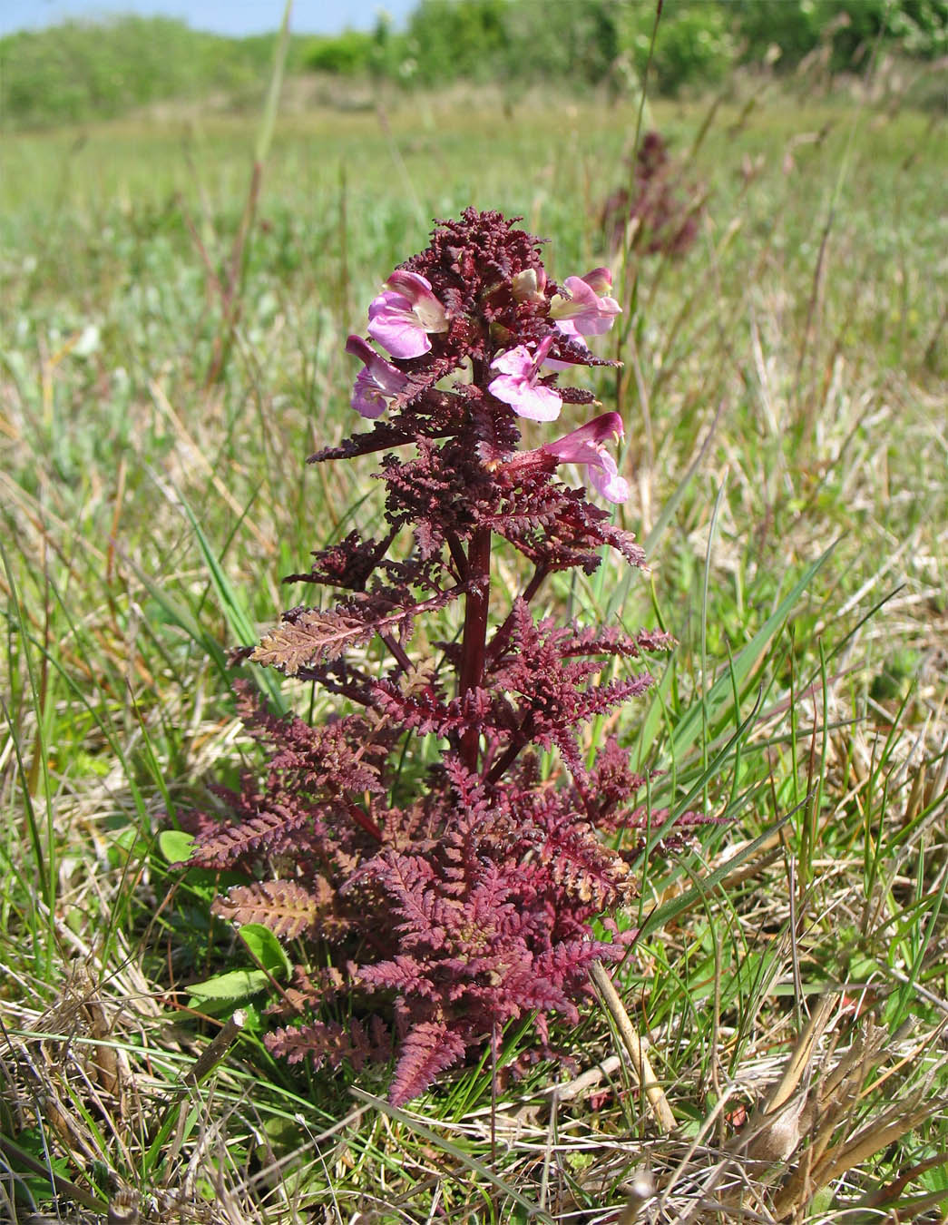 Изображение особи Pedicularis palustris.