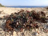 Crithmum maritimum
