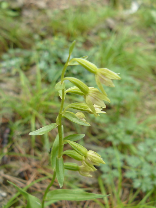 Image of Epipactis persica specimen.