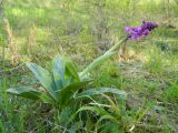 Orchis mascula