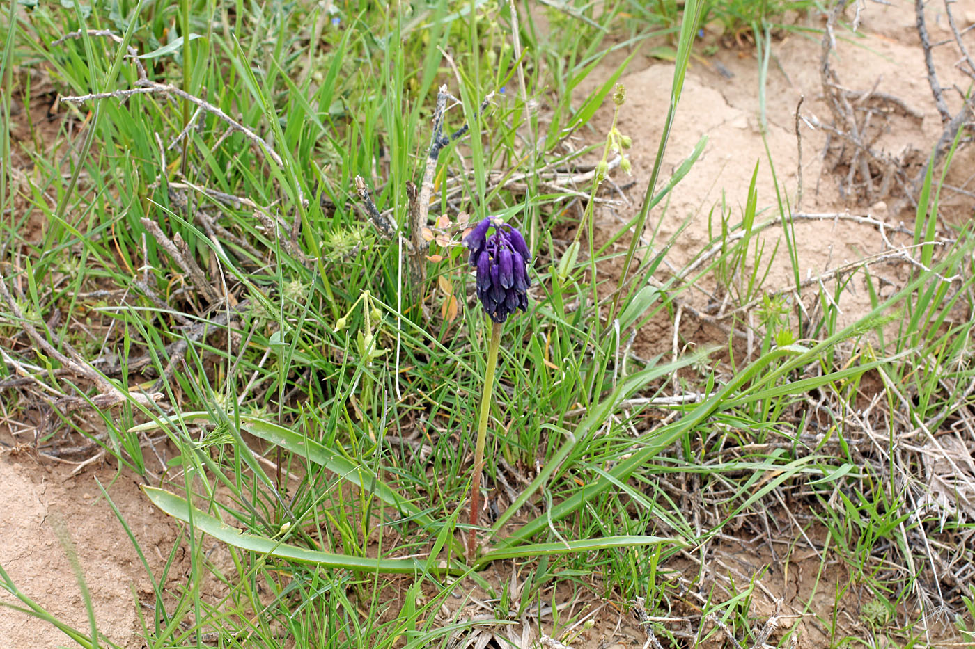 Image of Bellevalia turkestanica specimen.