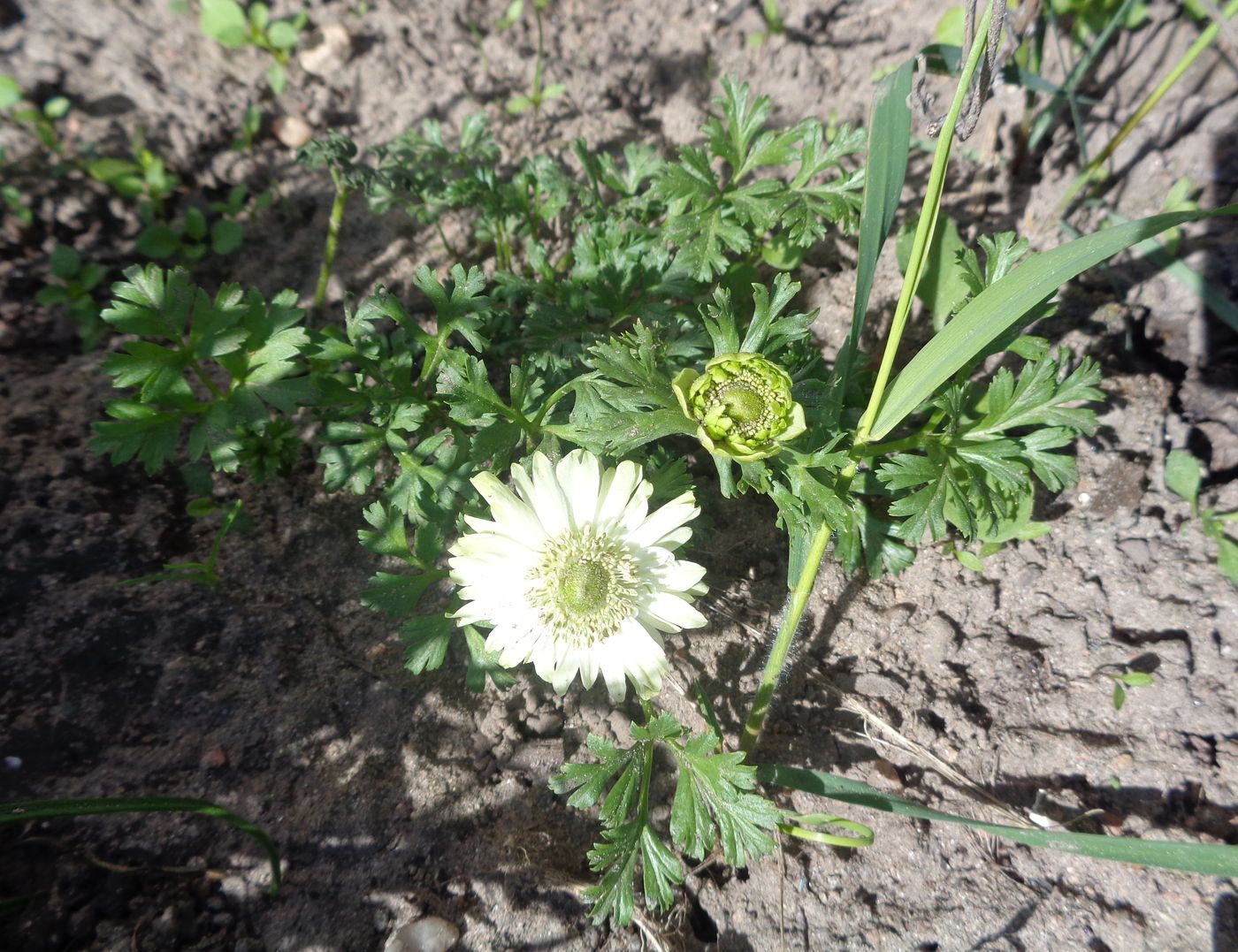 Изображение особи Anemone coronaria.