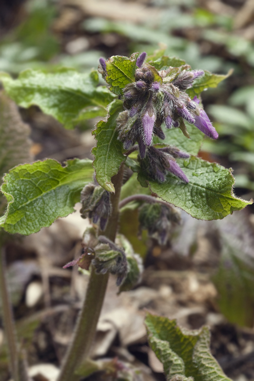 Изображение особи Trachystemon orientalis.