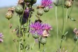 Centaurea adpressa. Соцветие с собирающей нектар пчелой-андреной. Казахстан, Восточно-Казахстанская обл., Уланский р-н, окр. с. Украинка, луг. 22.07.2008.