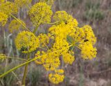 Ferula songarica