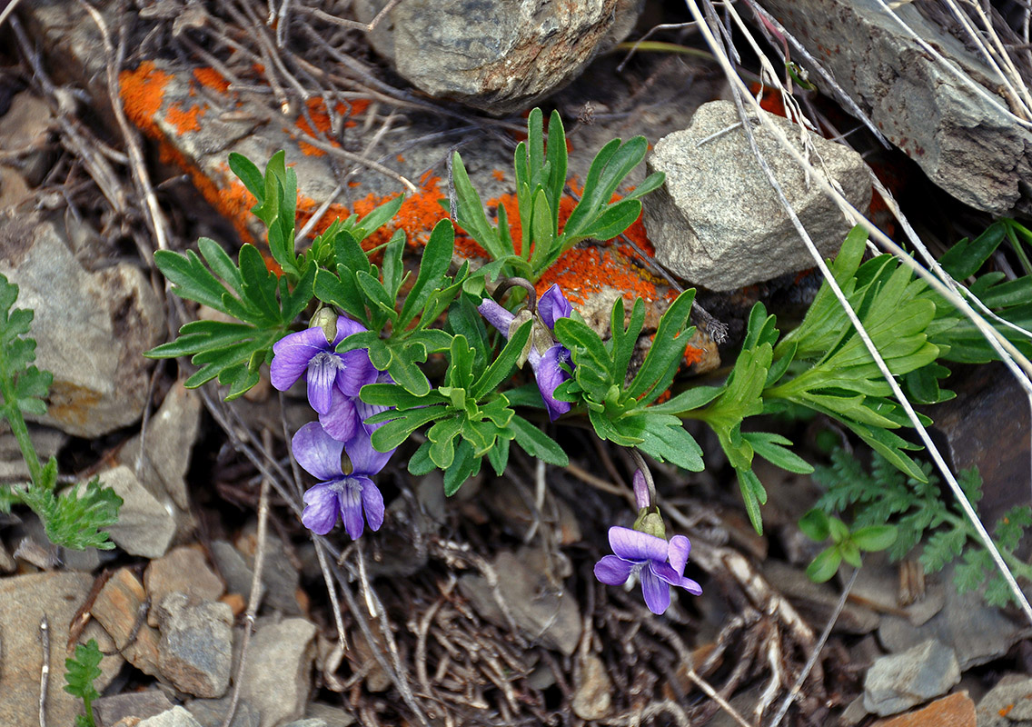 Изображение особи Viola dissecta.