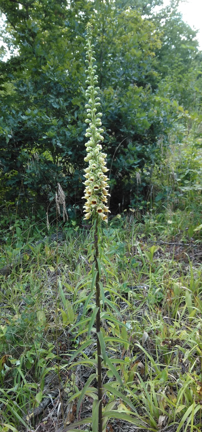 Изображение особи Digitalis schischkinii.