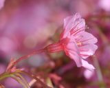 Prunus campanulata