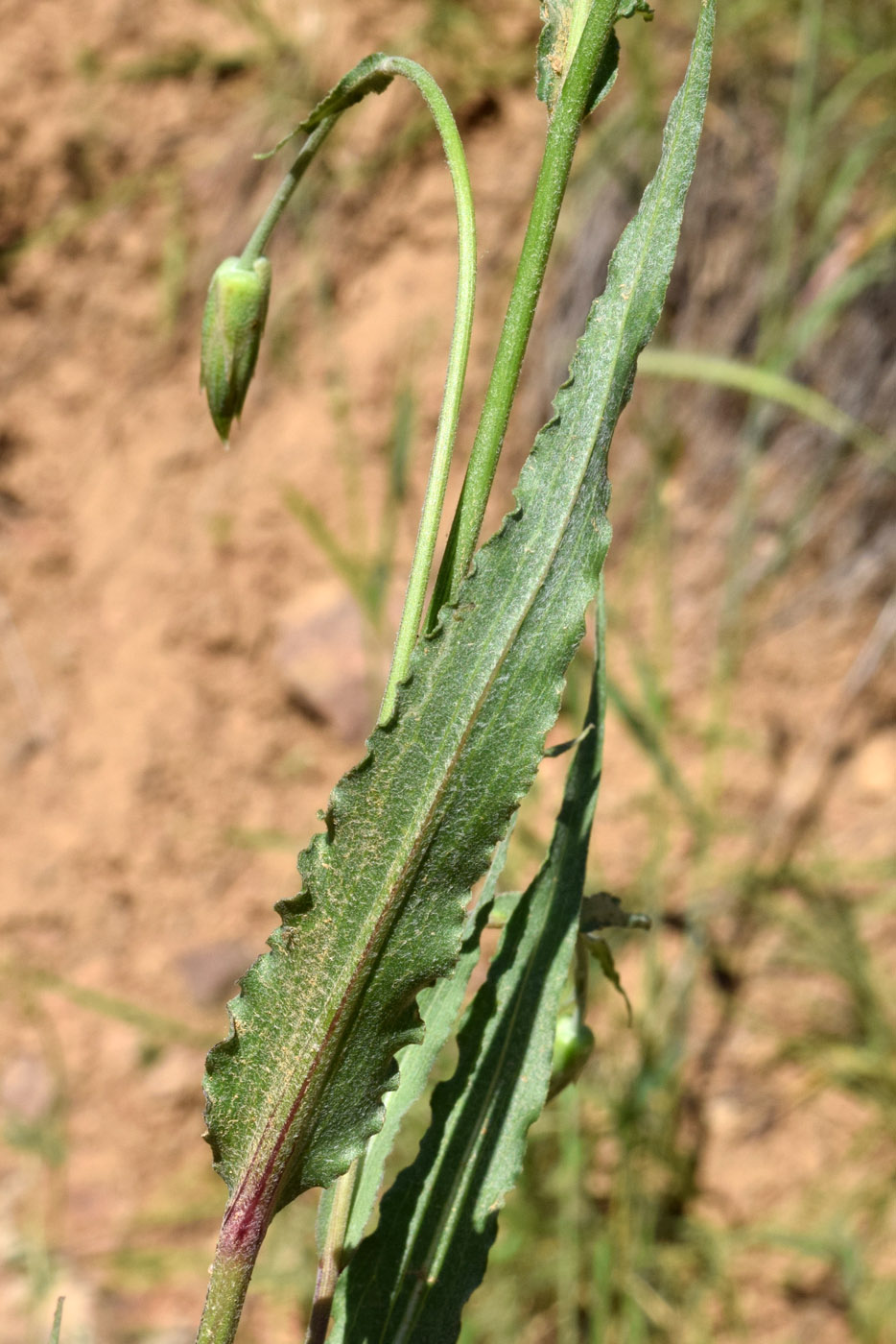 Image of Scorzonera inconspicua specimen.