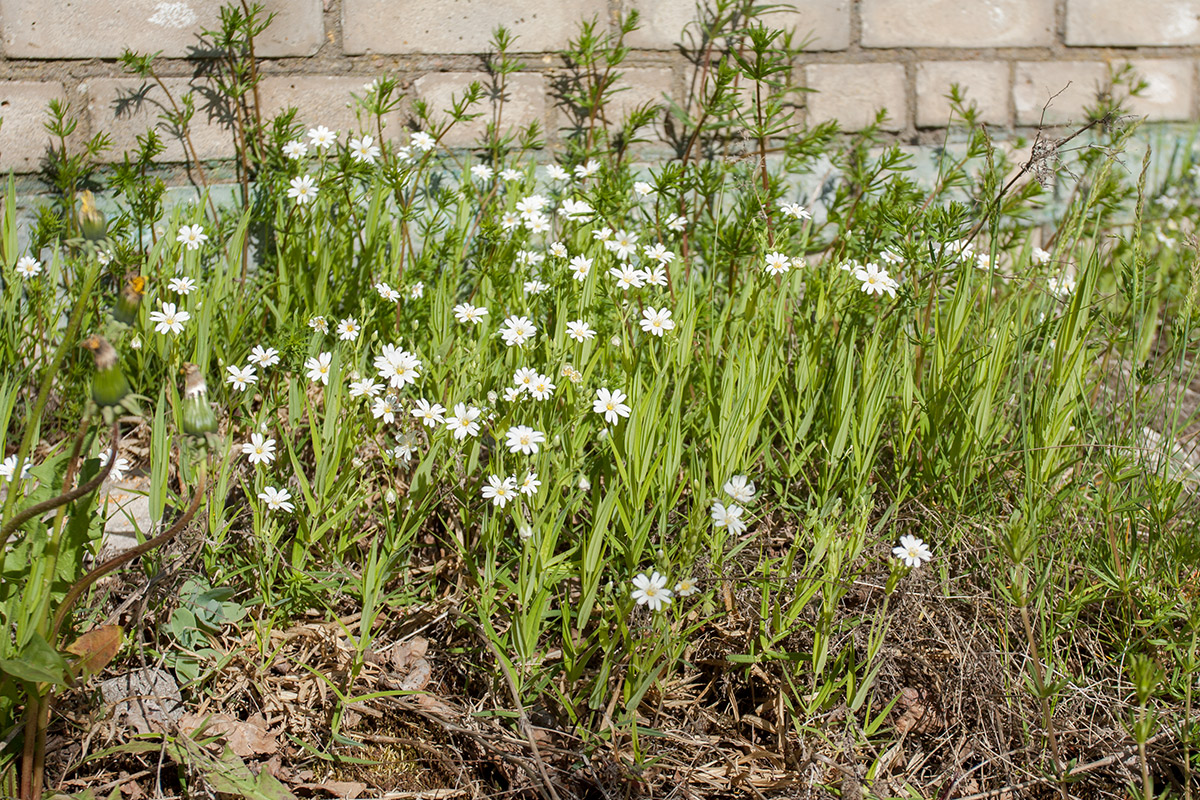 Изображение особи Stellaria holostea.