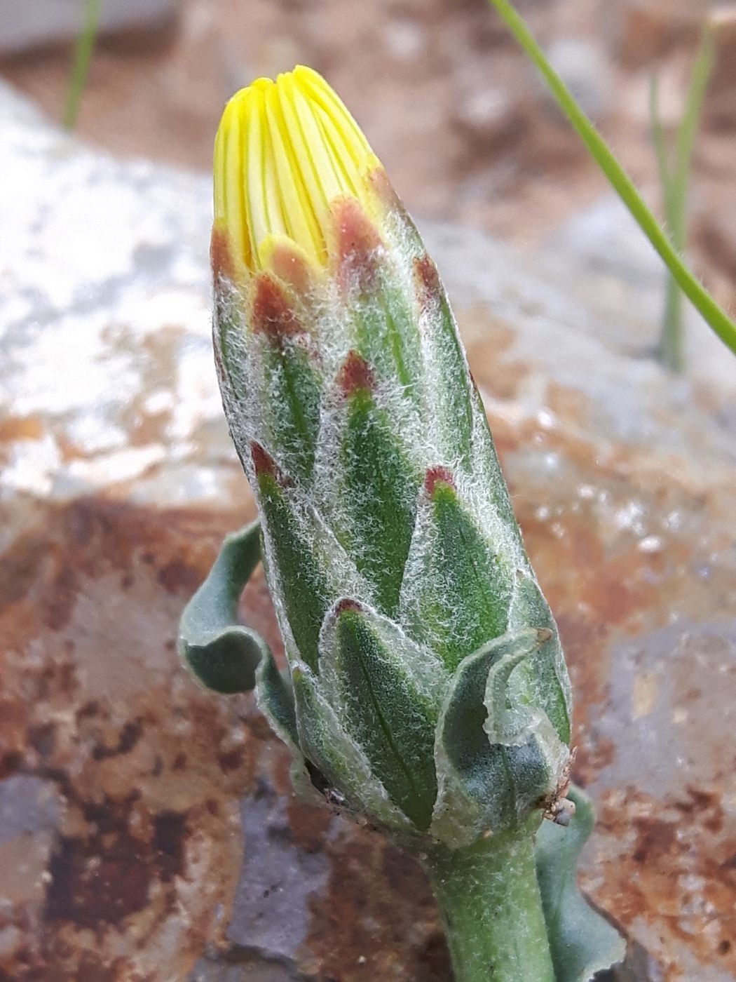 Image of Scorzonera capito specimen.