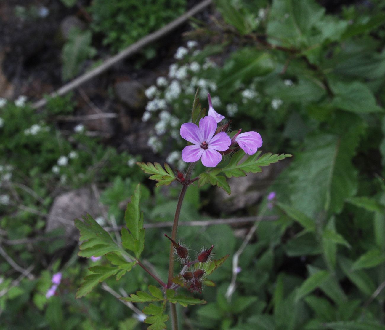 Image of Geranium robertianum specimen.