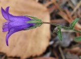 Campanula sibirica