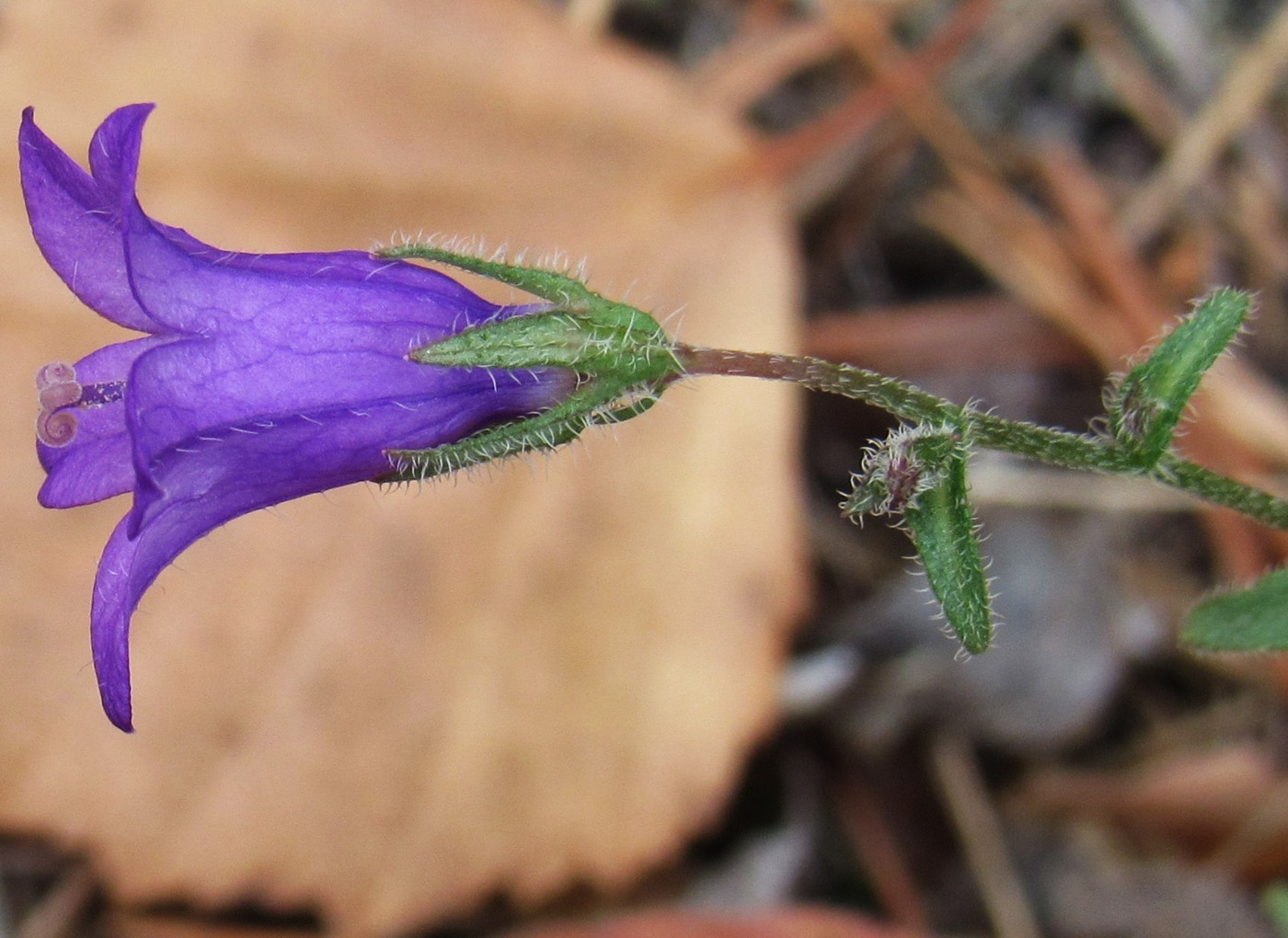 Изображение особи Campanula sibirica.