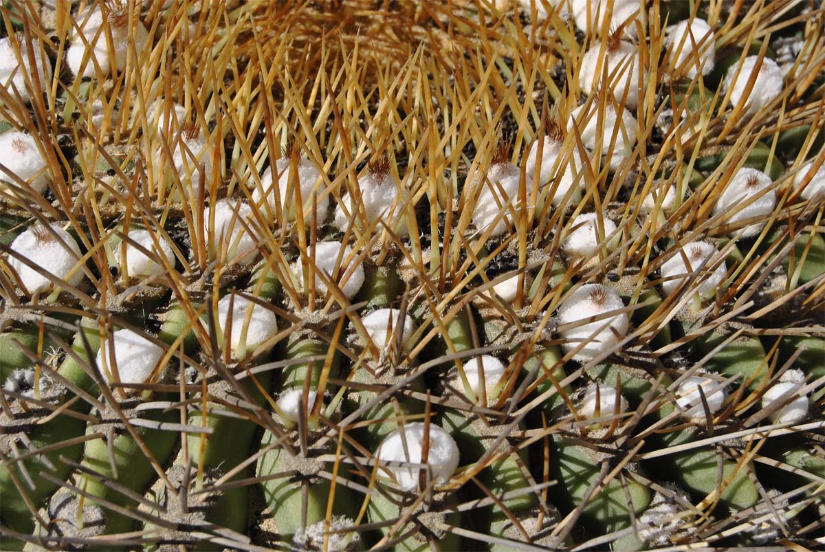 Image of Eriosyce aurata specimen.