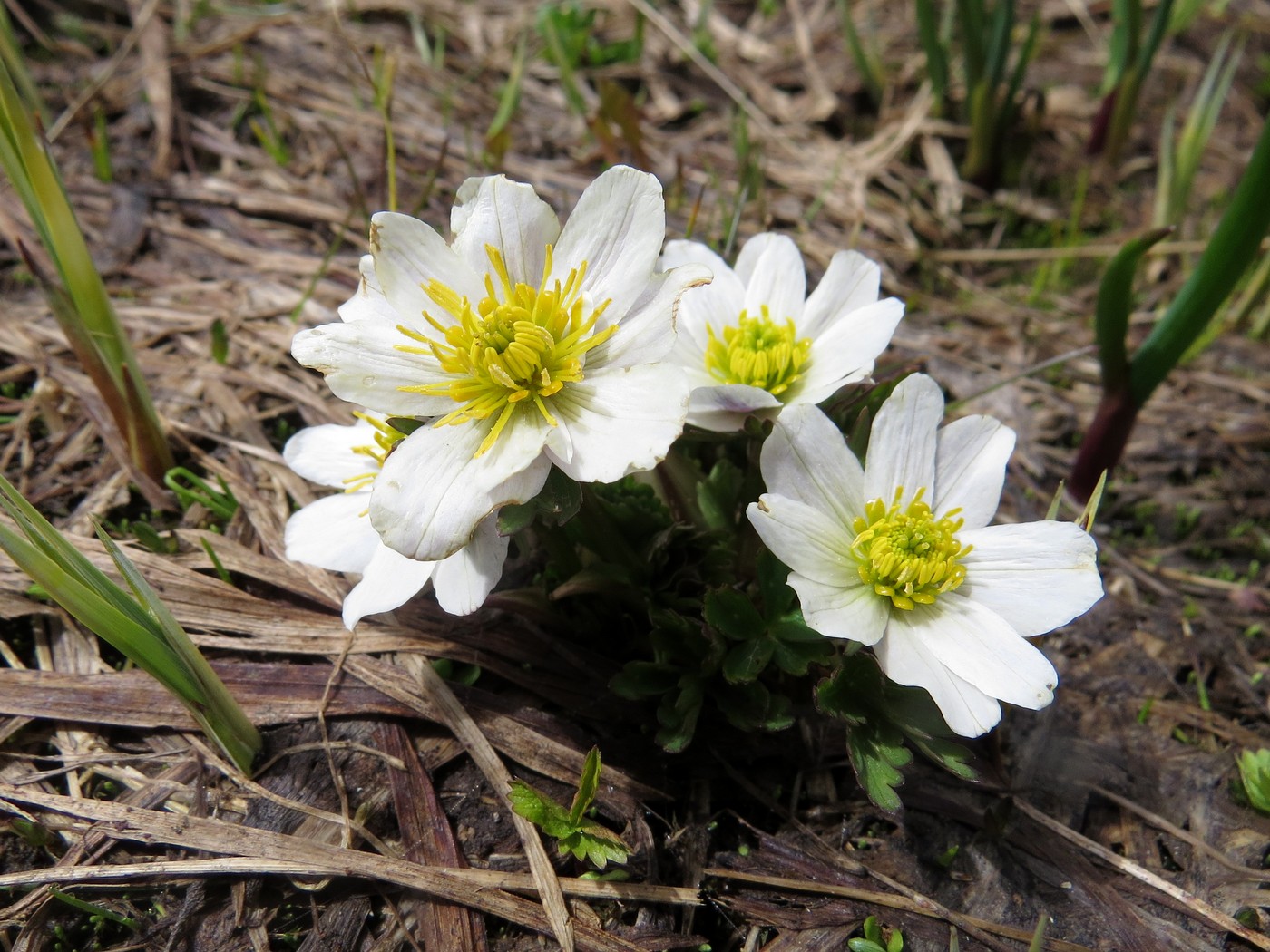 Изображение особи Trollius komarovii.