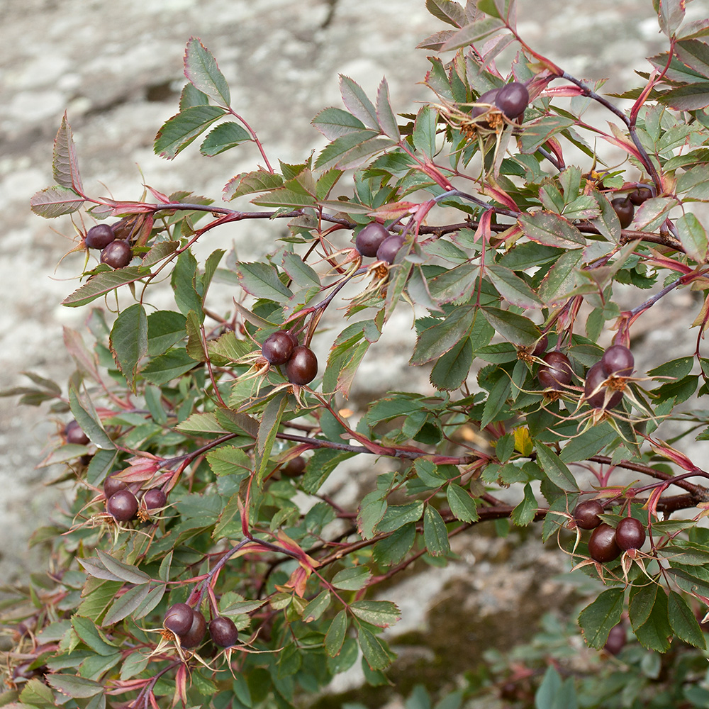 Изображение особи Rosa glauca.