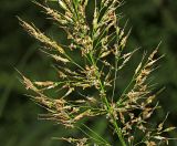 Trisetum umbratile