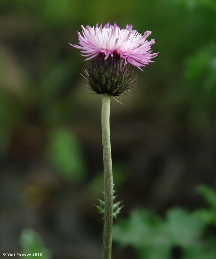 Image of Carduus seminudus specimen.