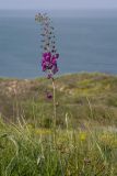 Verbascum phoeniceum. Верхушка цветущего растения. Крым, Керченский п-ов, Приазовье, мыс Тархан, приморский остепнённый склон. 01.05.2019.