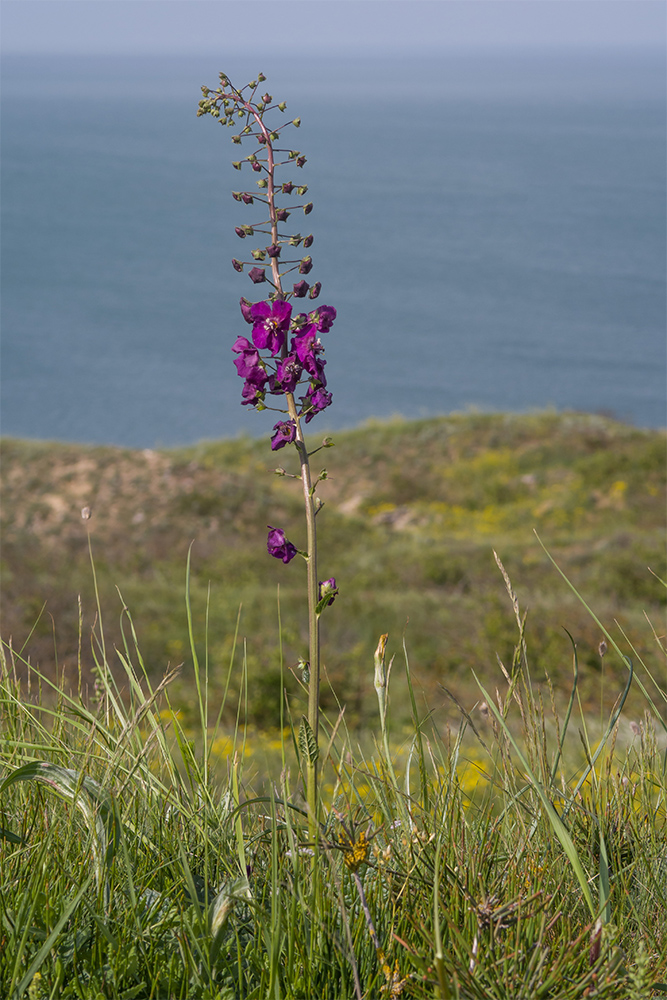 Image of Verbascum phoeniceum specimen.