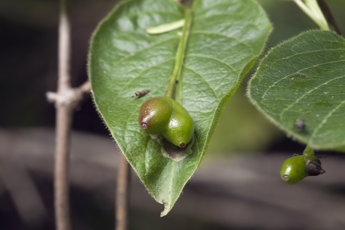 Изображение особи Lonicera sachalinensis.