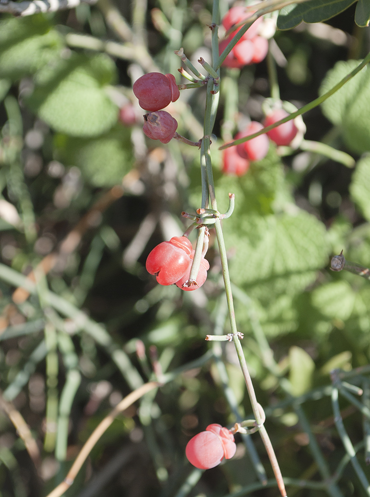 Image of Ephedra foeminea specimen.