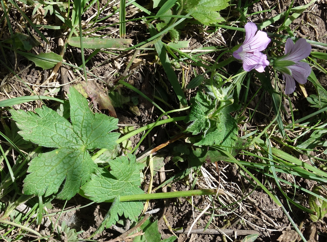 Изображение особи Geranium rectum.