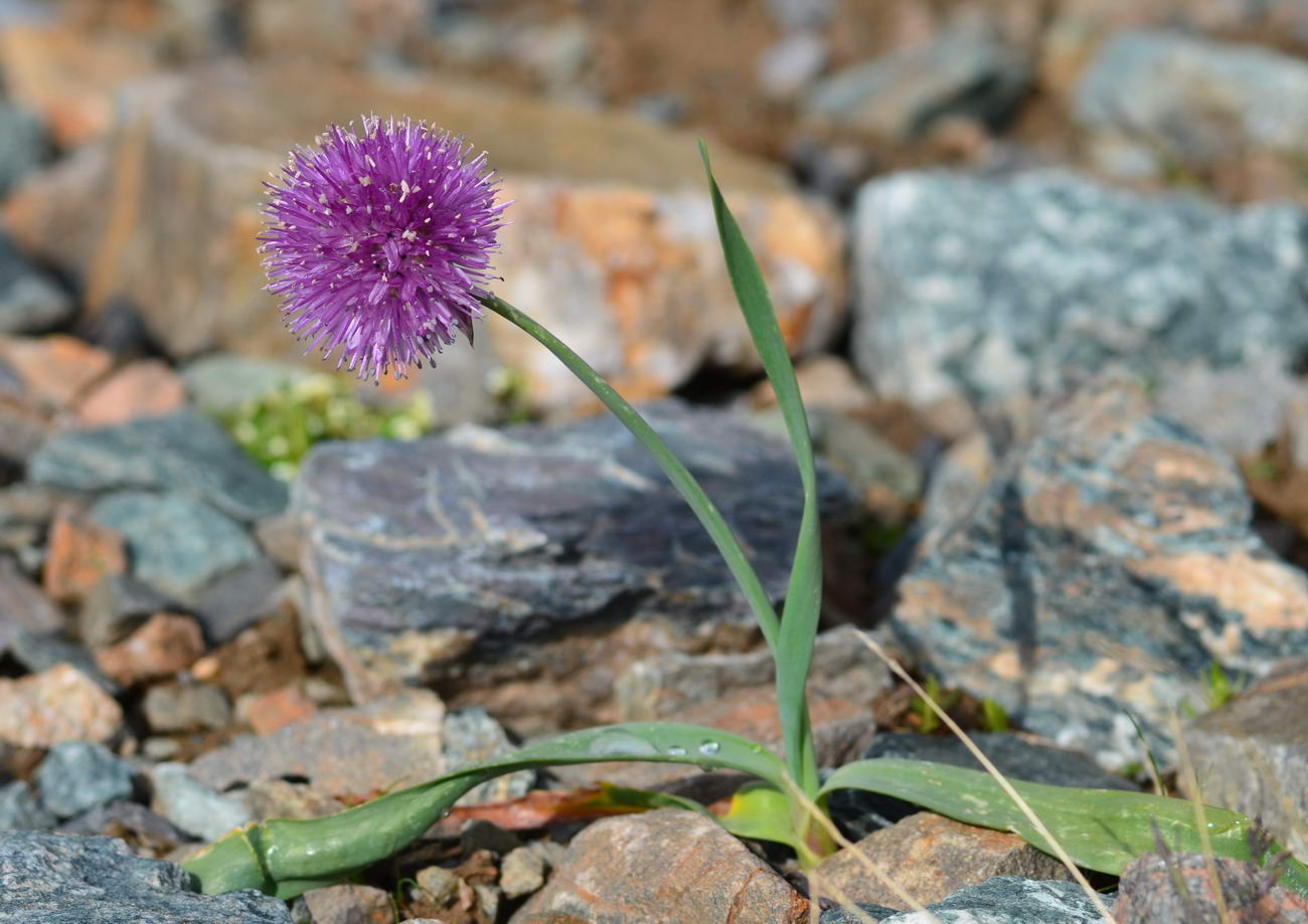 Изображение особи Allium platyspathum.