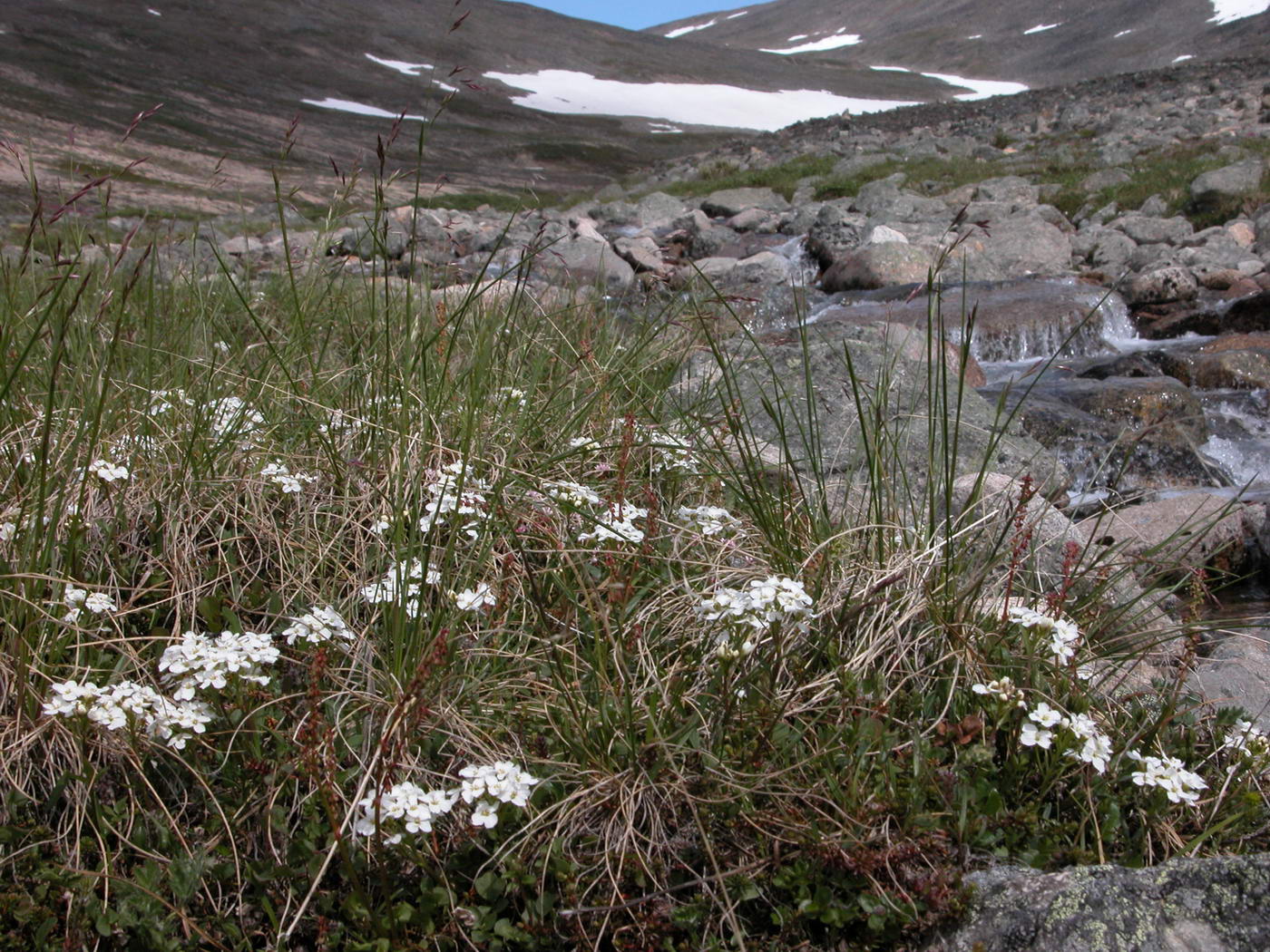 Image of Cardamine digitata specimen.