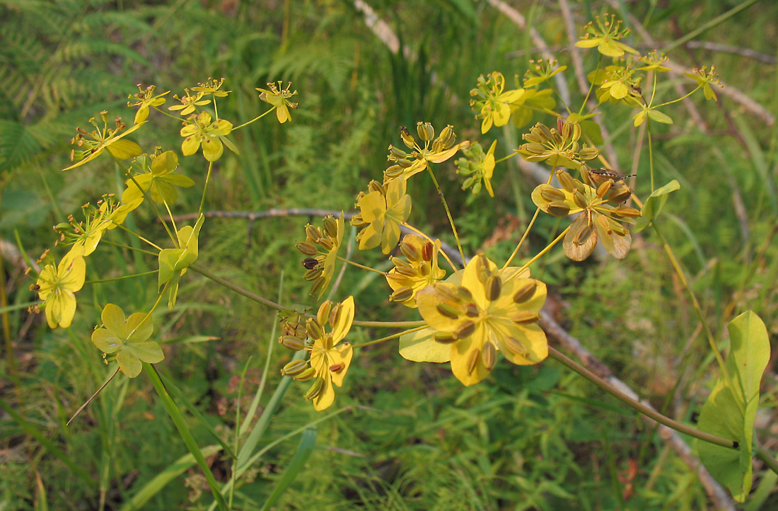 Изображение особи Bupleurum longifolium ssp. aureum.