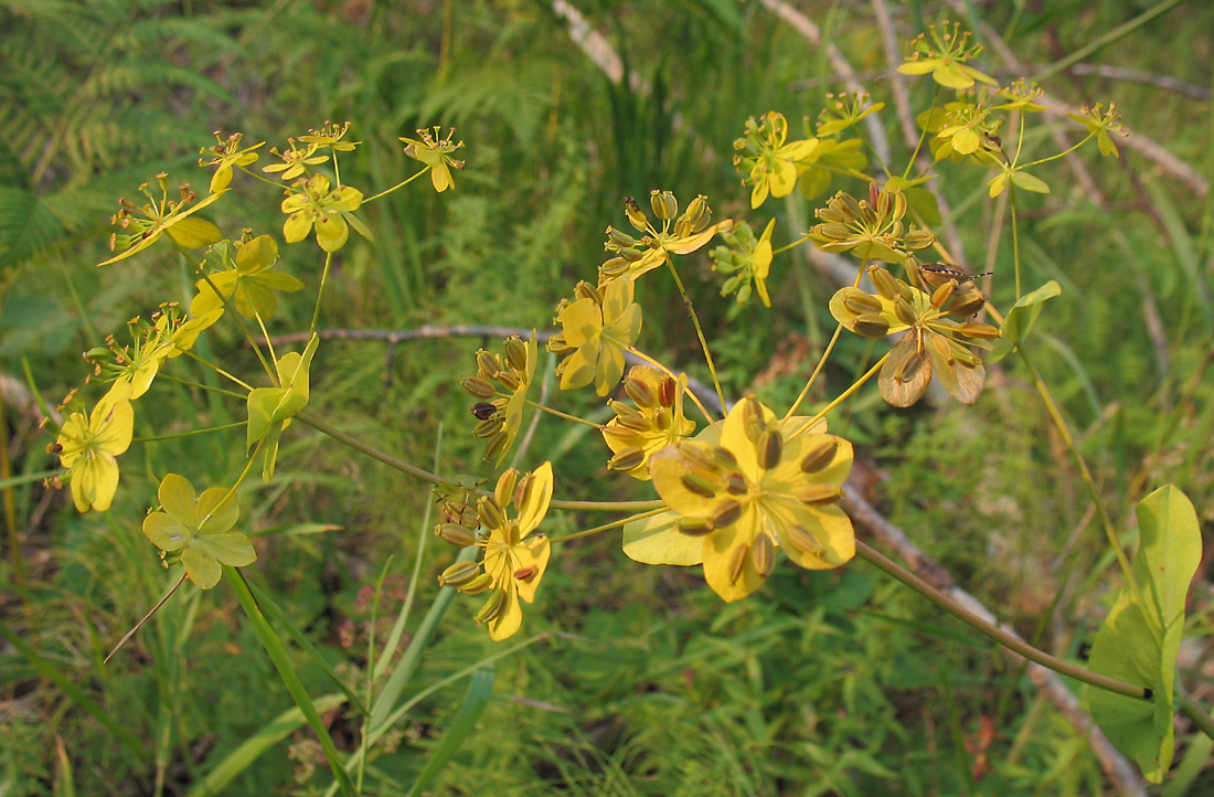 Image of Bupleurum longifolium ssp. aureum specimen.
