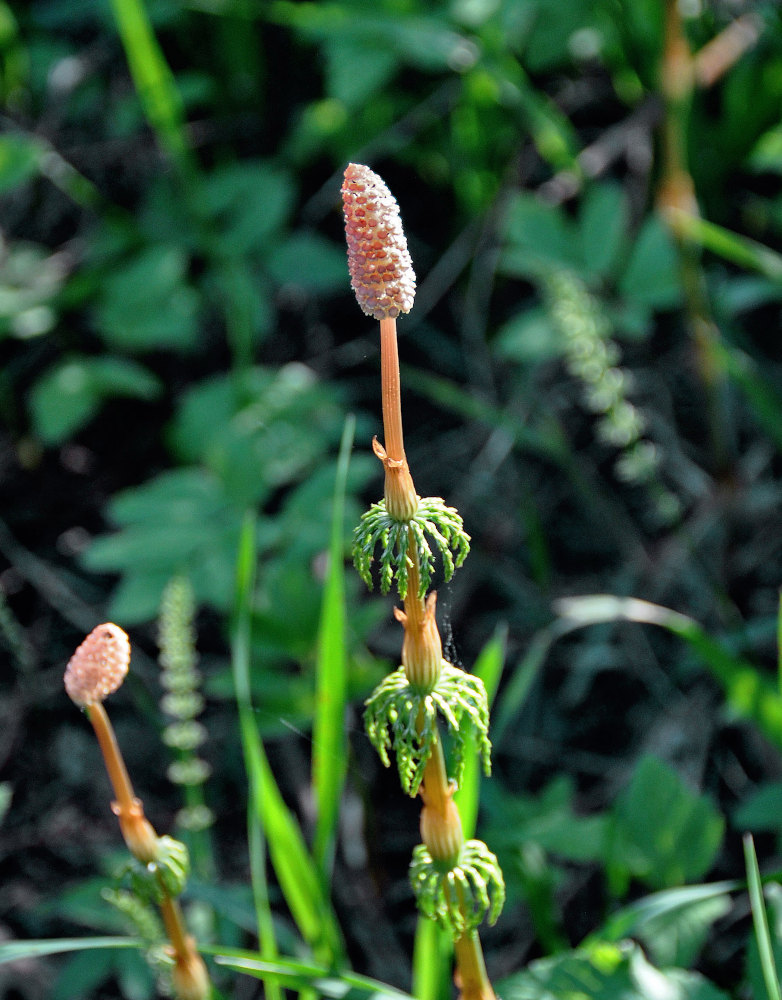 Изображение особи Equisetum sylvaticum.