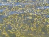Potamogeton perfoliatus