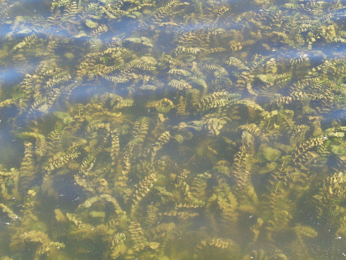 Image of Potamogeton perfoliatus specimen.