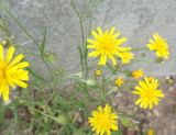 Crepis tectorum