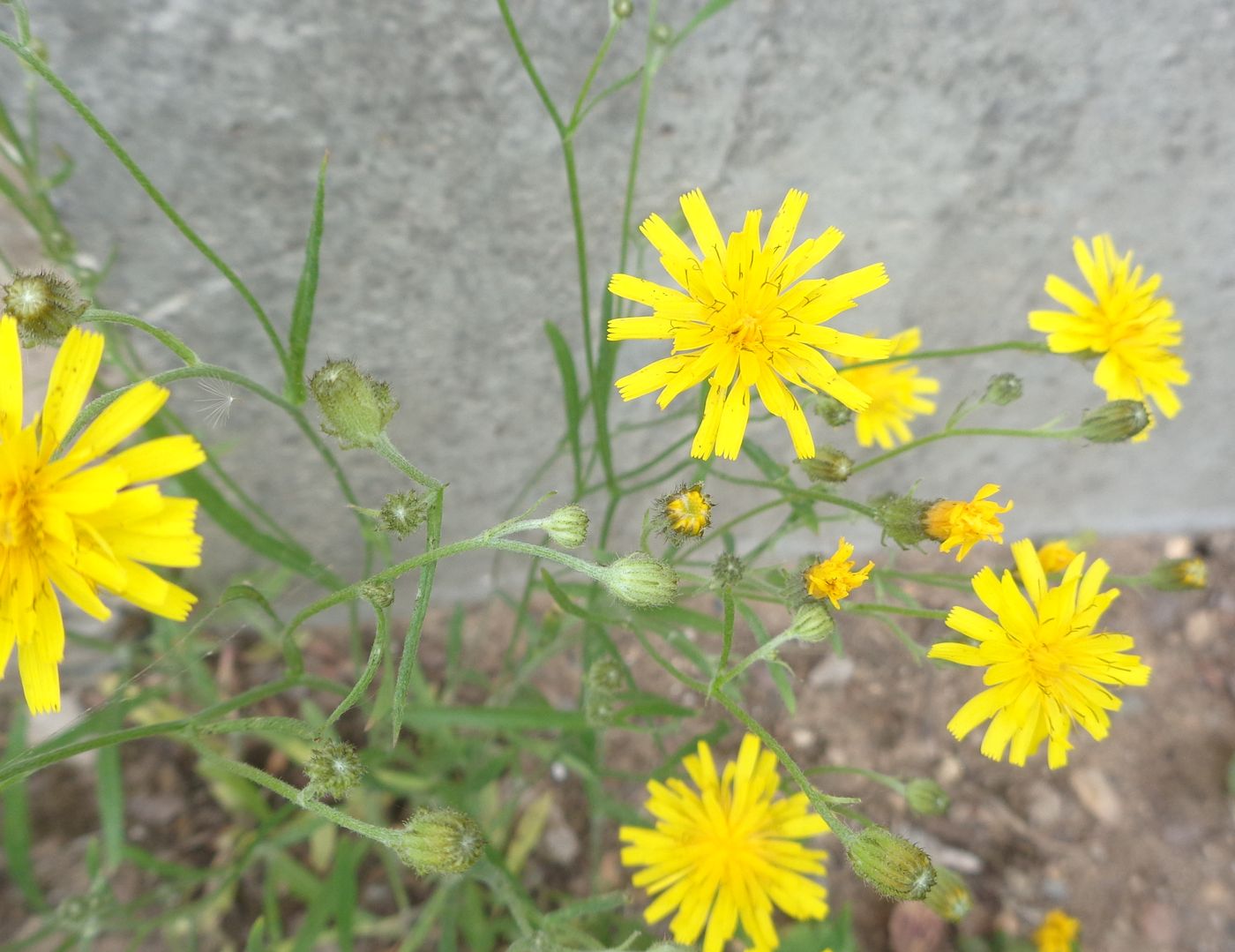 Изображение особи Crepis tectorum.